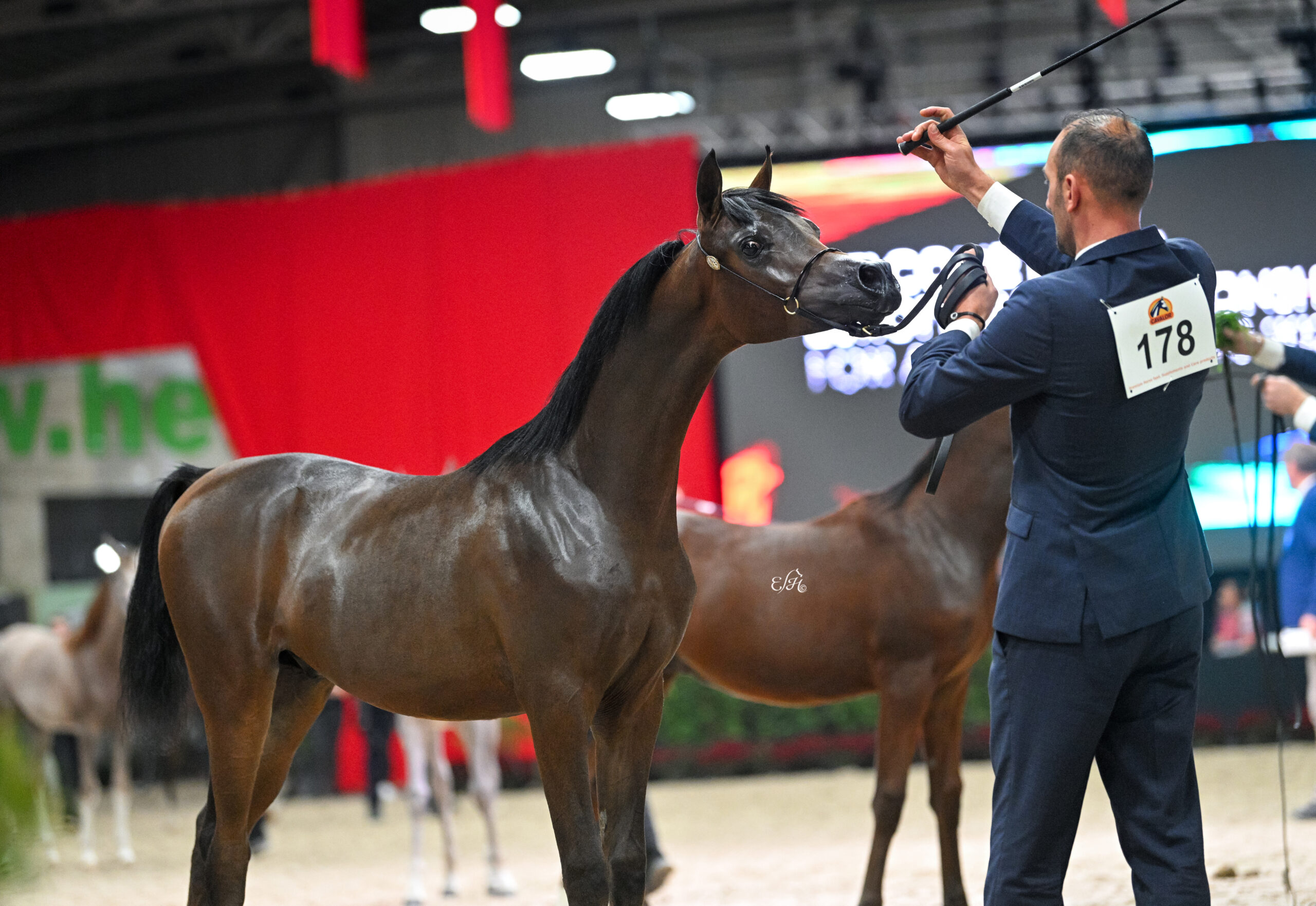 Sukces Klikowej Arabians w Championacie Europy